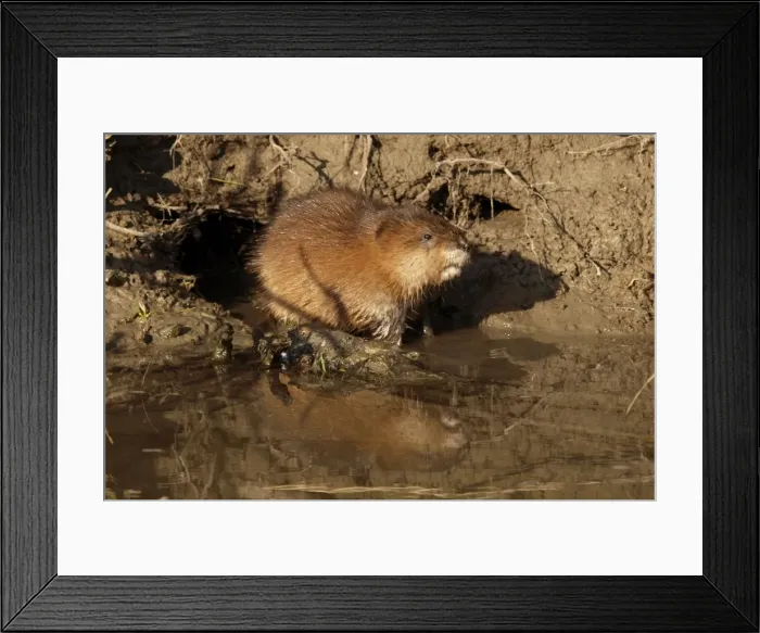 Framed Print : Muskrat - at waters edge - Austria Framed Print : Muskrat - at waters edge - Austria