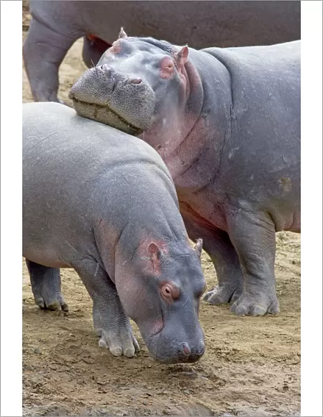 Common Hippopotamus - Maasai Mara Reserve - Kenya