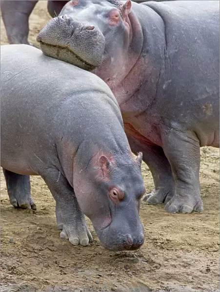 Common Hippopotamus - Maasai Mara Reserve - Kenya