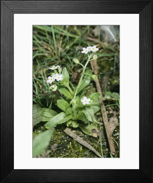 Framed Print : Water Forget-Me-Not ROG 9638 Myosotis secunda © Bob Gibbons / ARDEA LONDON Framed Print : Water Forget-Me-Not ROG 9638 Myosotis secunda © Bob Gibbons / ARDEA LONDON