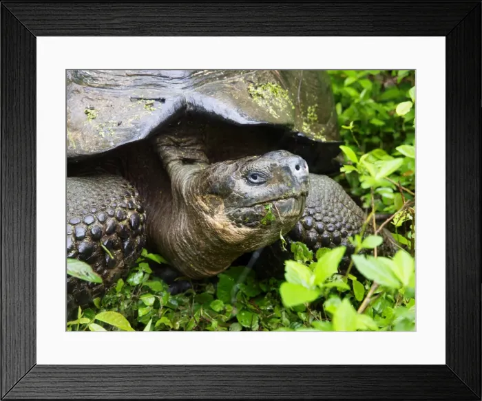 Framed Print : Giant Tortoise - Galapagos - Ecuador Framed Print : Giant Tortoise - Galapagos - Ecuador