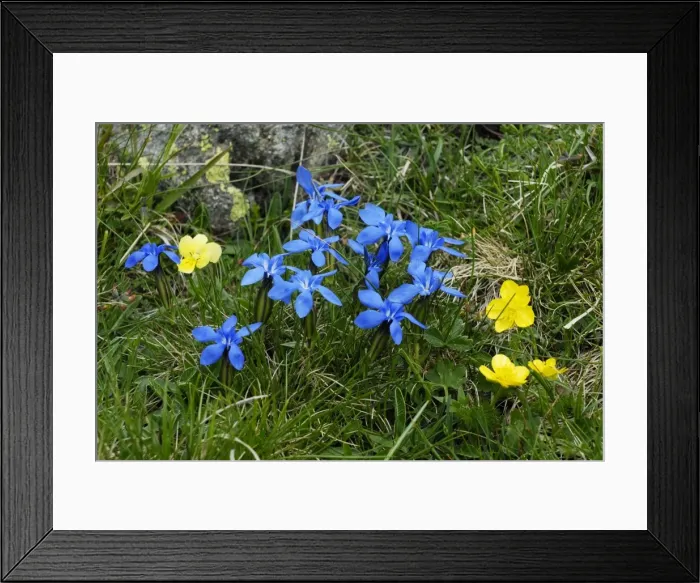 Framed Print : Spring Gentian - Mercantour - France Framed Print : Spring Gentian - Mercantour - France