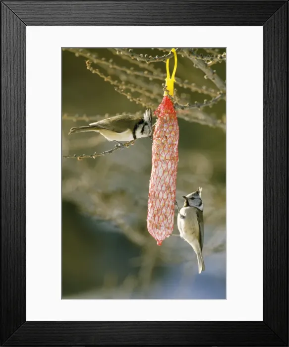 Framed Print : Crested Tit - at feeder Framed Print : Crested Tit - at feeder
