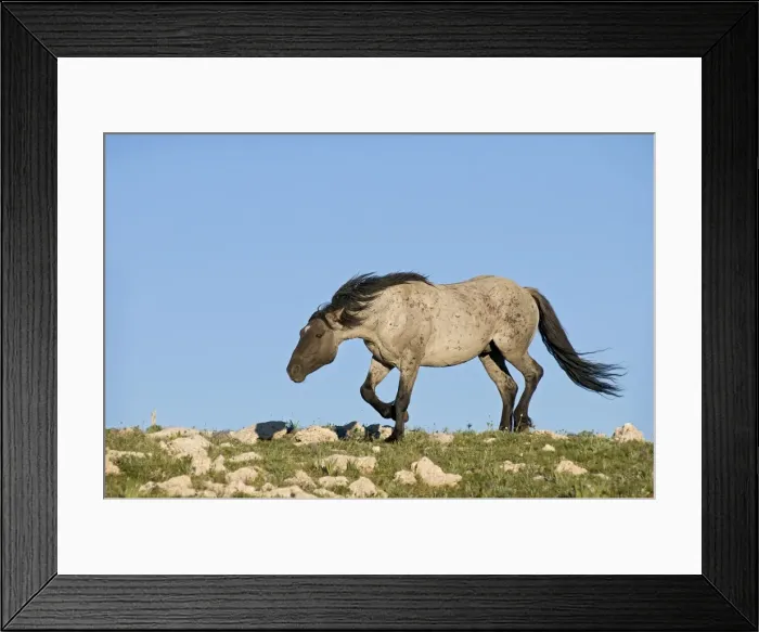 Framed Print : Wild / Feral Horse - stallion snaking (herding behavior) - Western U. S. - Summer _D3C8836 Framed Print : Wild / Feral Horse - stallion snaking (herding behavior) - Western U. S. - Summer _D3C8836