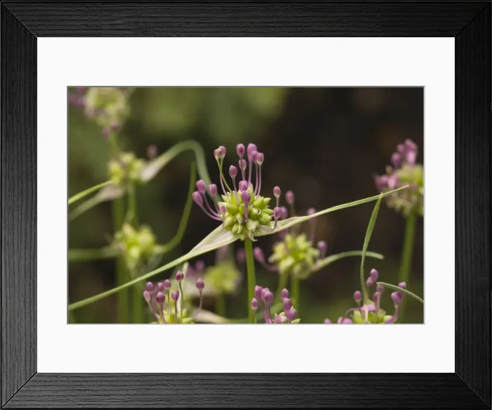 Framed Print : Field garlic (Allium oleraceum). Uncommon in UK Framed Print : Field garlic (Allium oleraceum). Uncommon in UK