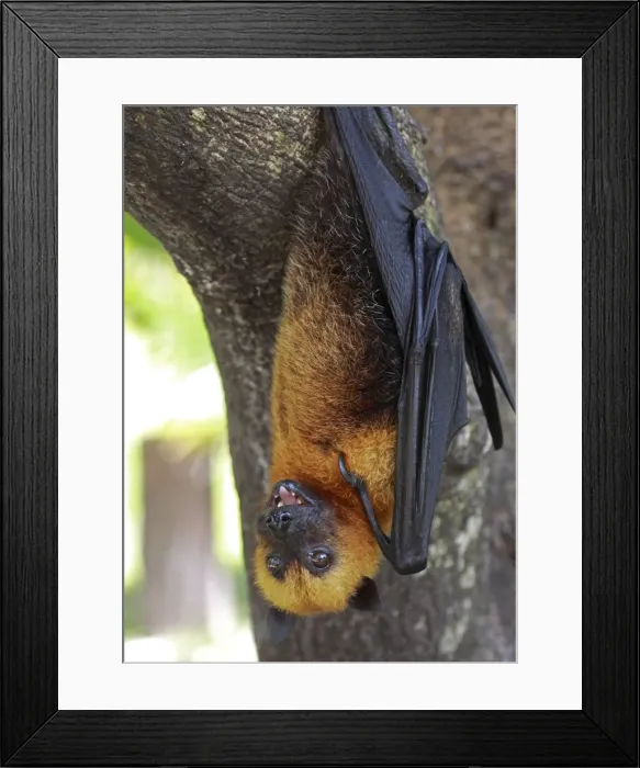 Framed Print : Seychelles Fruit Bat / Flying Fox - hanging upside down - La Digue - Seychelles Framed Print : Seychelles Fruit Bat / Flying Fox - hanging upside down - La Digue - Seychelles