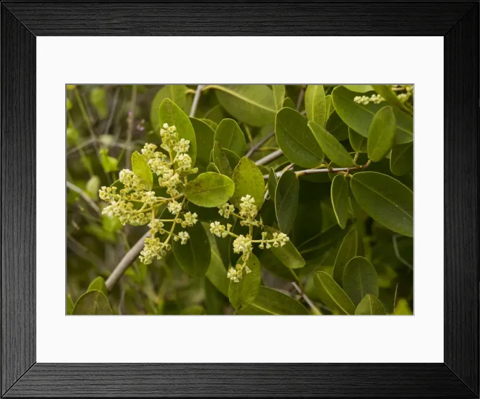 Framed Print : White Mangrove (Laguncularia racemosa) in flower. Galapagos Framed Print : White Mangrove (Laguncularia racemosa) in flower. Galapagos