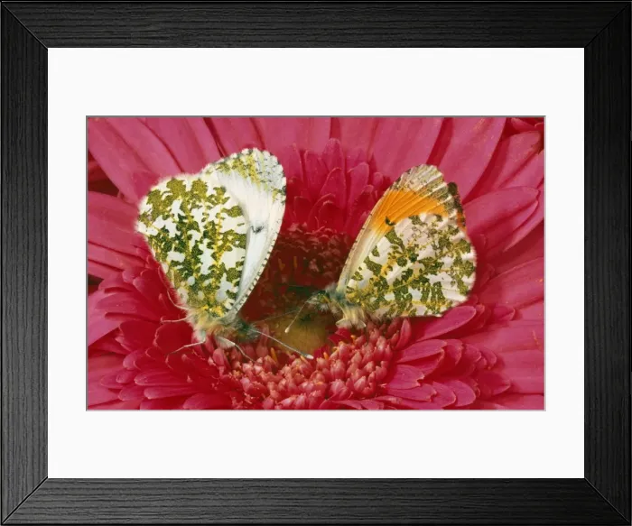 Framed Print : Orange Tip Butterflies - UK Framed Print : Orange Tip Butterflies - UK