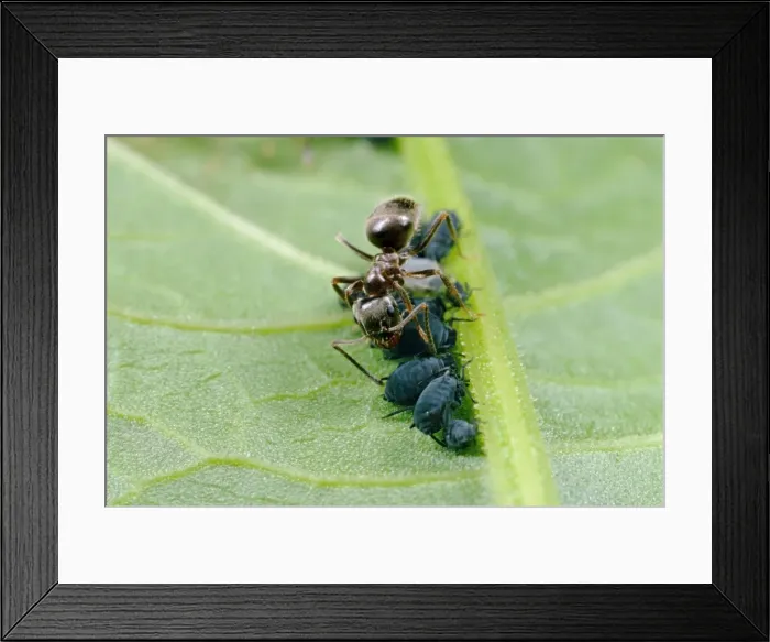 Framed Print : Black Garden Ant - Tending aphids, UK Framed Print : Black Garden Ant - Tending aphids, UK