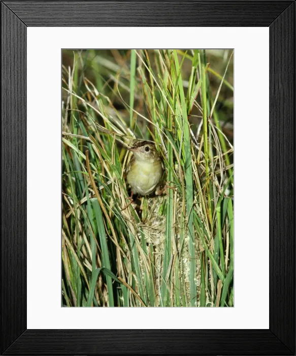 Framed Print : Fan-tailed / Zitting Cisticola / Fan-tailed Warbler Framed Print : Fan-tailed / Zitting Cisticola / Fan-tailed Warbler