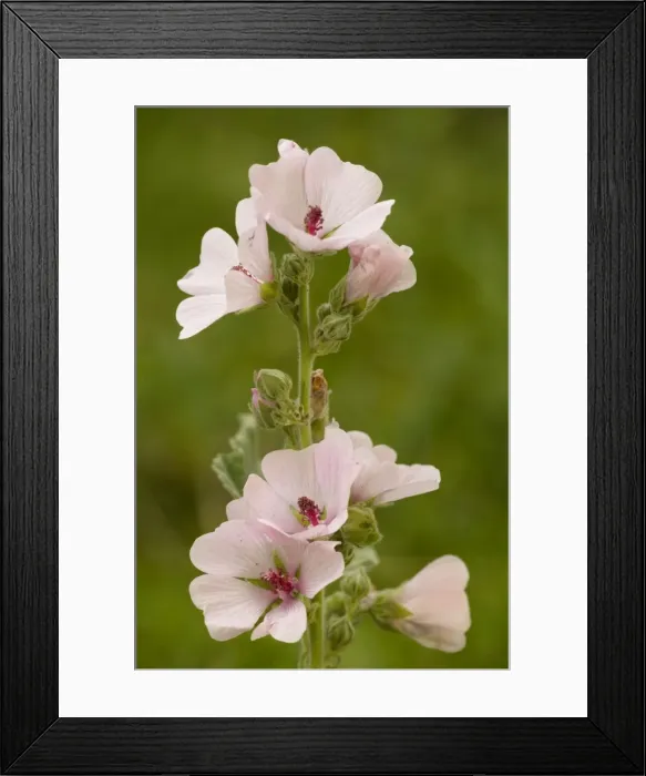 Framed Print : Marsh Mallow (Althaea officinalis) in flower Framed Print : Marsh Mallow (Althaea officinalis) in flower