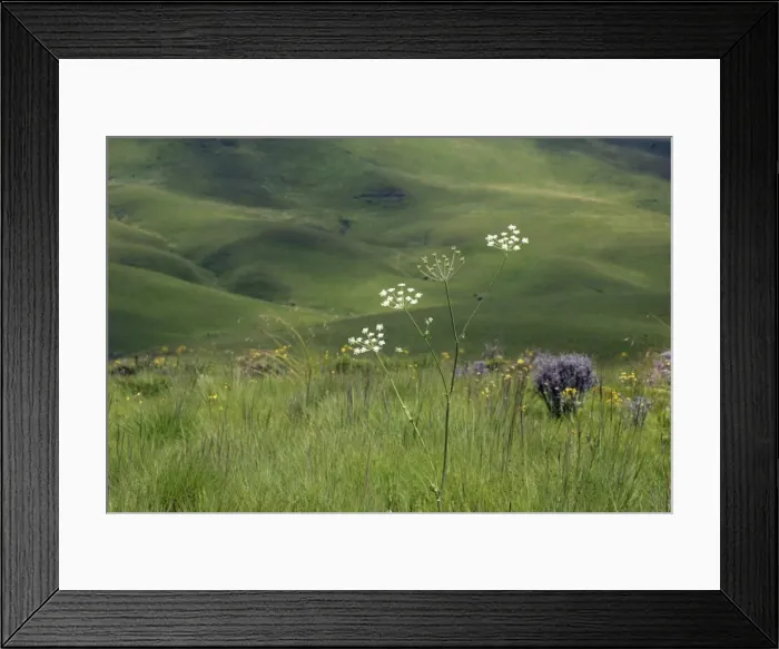 Framed Print : Endemic Plants - Tanzania - Africa - Kitulo Natural Park is home to 40 different species of orchids and is the largest and probably most important plateau grassland in East Africa Framed Print : Endemic Plants - Tanzania - Africa - Kitulo Natural Park is home to 40 different species of orchids and is the largest and probably most important plateau grassland in East Africa
