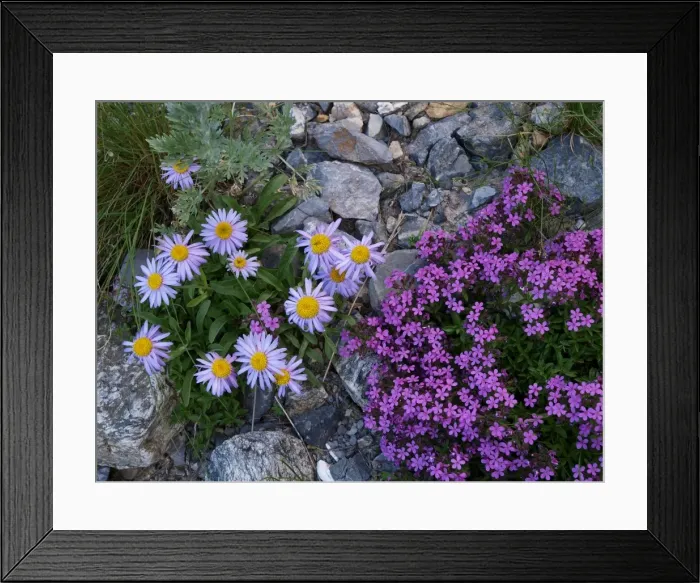 Framed Print : Flowers - Aster alpinus, Silene acaulis - in Mercantour National Park, France Framed Print : Flowers - Aster alpinus, Silene acaulis - in Mercantour National Park, France
