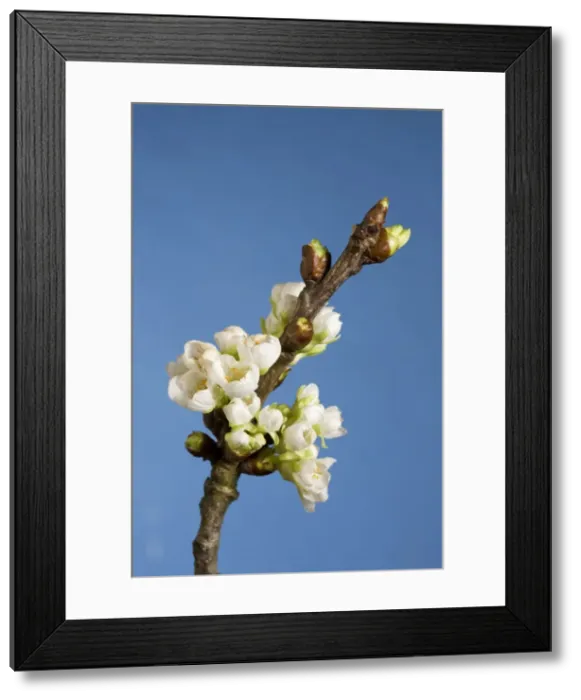 Framed Print : Cherry blossom on branch Framed Print : Cherry blossom on branch