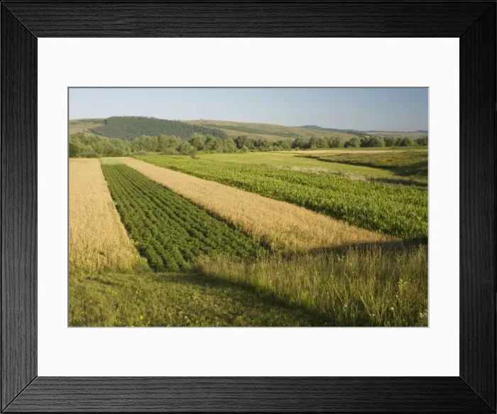 Framed Print : Strip fields in fragmented ownership. Saxon village area, Transylvania, Romania Framed Print : Strip fields in fragmented ownership. Saxon village area, Transylvania, Romania