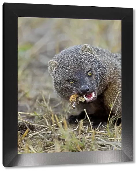 Egyptian Mongoose - eating piece of wildebeest carcass - Masai Mara Conservancy - Kenya *Digitally removed grass in foreground