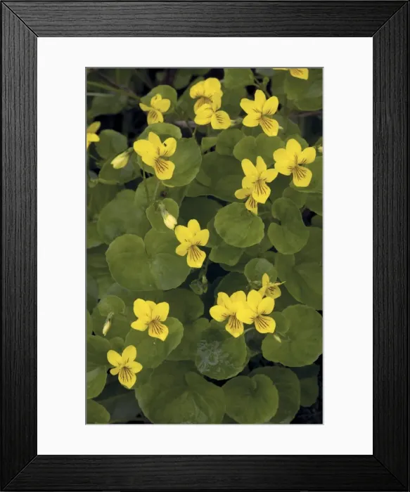 Framed Print : Yellow wood violet (Viola biflora), in mountains of Norway Framed Print : Yellow wood violet (Viola biflora), in mountains of Norway