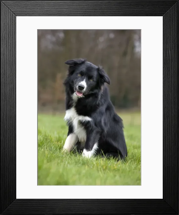Framed Print : Dog - Border Collie - sitting down in garden