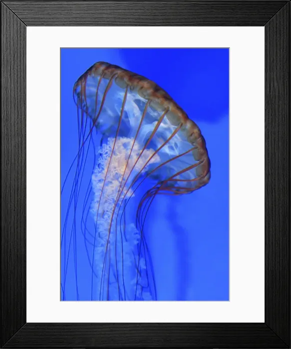 Framed Print : West Coast Sea Nettle Jellyfish - Pacific Ocean Framed Print : West Coast Sea Nettle Jellyfish - Pacific Ocean