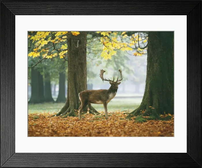 Framed Print : Fallow Deer - male Framed Print : Fallow Deer - male