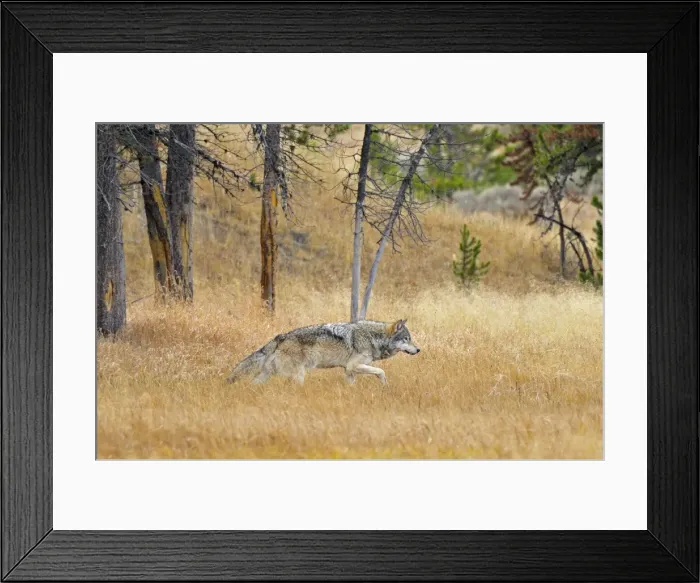 Framed Print : Wild Grey Wolf - walking through grass - Autumn - Yellowstone National Park - Wyoming - USA _D3D3188 Framed Print : Wild Grey Wolf - walking through grass - Autumn - Yellowstone National Park - Wyoming - USA _D3D3188
