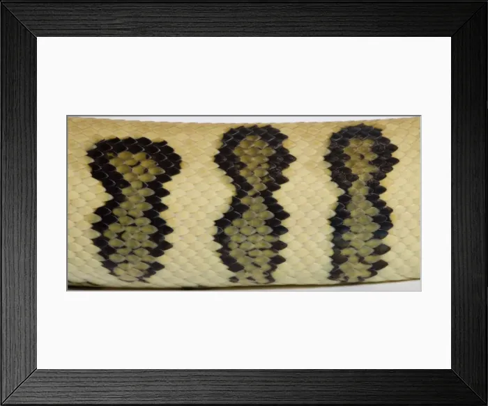 Framed Print : Coastal Carpet Python - detail of the skin - Mcdowelli sub-species - “Jaguar” mutation - Australia Framed Print : Coastal Carpet Python - detail of the skin - Mcdowelli sub-species - “Jaguar” mutation - Australia
