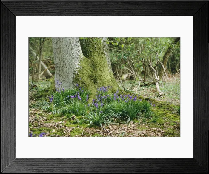 Framed Print : Bluebells - clumps at base of Oak tree Framed Print : Bluebells - clumps at base of Oak tree