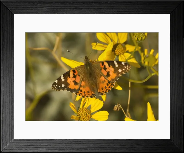 Framed Print : Painted Lady Butterfly - sitting on a bright yellow blooming Brittlebush - Anza Borrego Desert State Park, California, USA Framed Print : Painted Lady Butterfly - sitting on a bright yellow blooming Brittlebush - Anza Borrego Desert State Park, California, USA