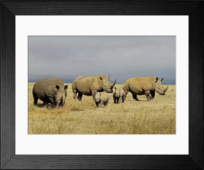 Framed Print : White / Square-lipped Rhino - family - Solio ranch - Kenya Framed Print : White / Square-lipped Rhino - family - Solio ranch - Kenya