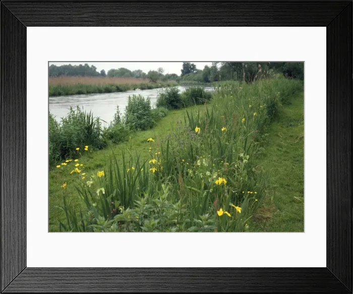 Framed Print : River Itchen - showing bank vegetation & angler's path. Hampshire, UK Framed Print : River Itchen - showing bank vegetation & angler's path. Hampshire, UK
