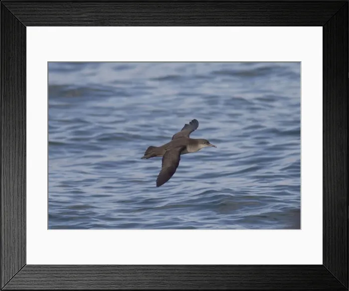Framed Print : Balearic Shearwater - in flight over the sea - Dorset UK - August Framed Print : Balearic Shearwater - in flight over the sea - Dorset UK - August