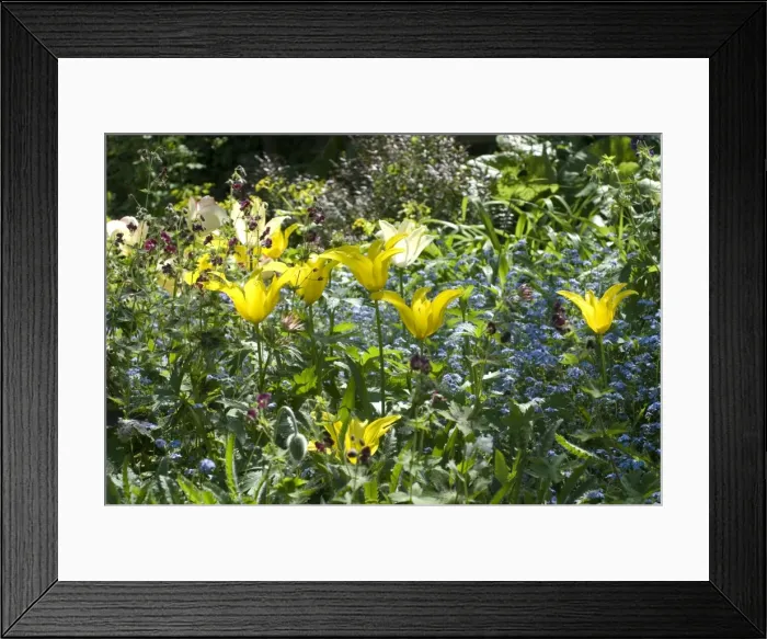 Framed Print : Lilly flowering West Point Tulips amongst Forget-Me-Nots and Astrantia
