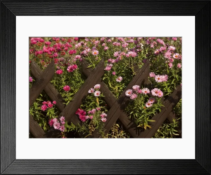 Framed Print : New England Asters - pink and dark red coloured New England Asters growing behind a picket fence in a country garden in autumn - Baden-Wuerttemberg, Germany Framed Print : New England Asters - pink and dark red coloured New England Asters growing behind a picket fence in a country garden in autumn - Baden-Wuerttemberg, Germany