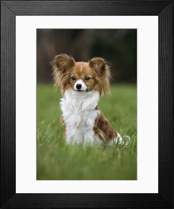 Framed Print : Dog - Papillon Dog sitting down in garden Framed Print : Dog - Papillon Dog sitting down in garden