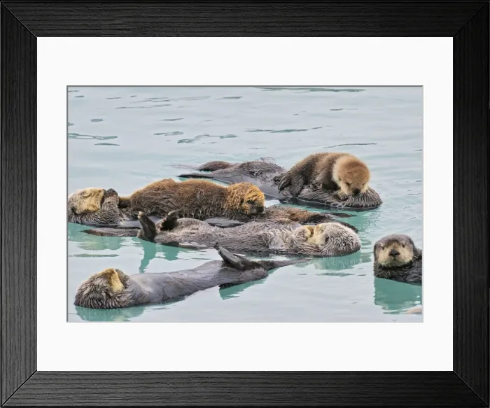Framed Print : Alaskan / Northern Sea Otter - raft with two mothers with young pups - Sea Otters often rest and sleep together in an area that is protected from strong currents / wind and waves - Alaska _D3B2391 Framed Print : Alaskan / Northern Sea Otter - raft with two mothers with young pups - Sea Otters often rest and sleep together in an area that is protected from strong currents / wind and waves - Alaska _D3B2391