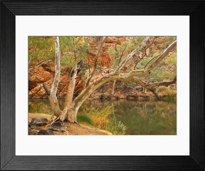 Framed Print : River Red Gum - large River Red Gums and towering red cliffs surround Ellery Creek Big Hole - West MacDonnell National Park, Northern Territory, Australia Framed Print : River Red Gum - large River Red Gums and towering red cliffs surround Ellery Creek Big Hole - West MacDonnell National Park, Northern Territory, Australia