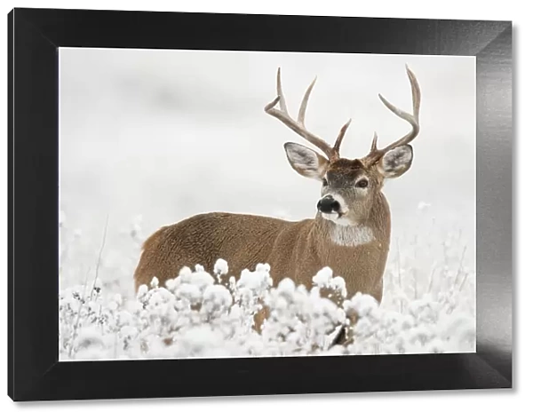 White-tailed Deer - buck in snow - Rocky Mountains - Montana - USA _DSC9208
