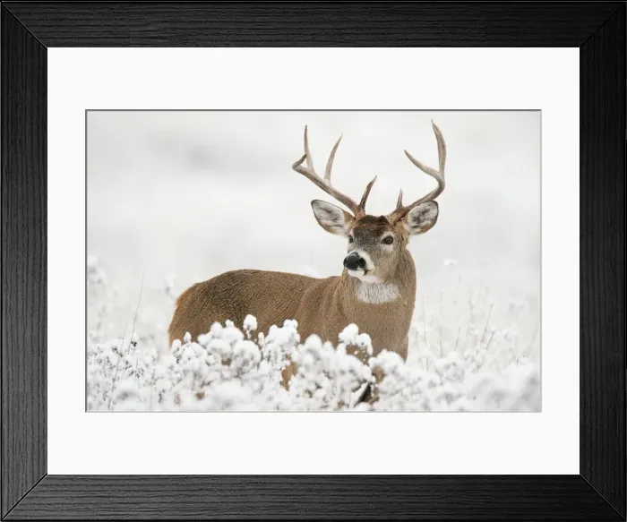Framed Print : White-tailed Deer - buck in snow - Rocky Mountains - Montana - USA _DSC9208 Framed Print : White-tailed Deer - buck in snow - Rocky Mountains - Montana - USA _DSC9208