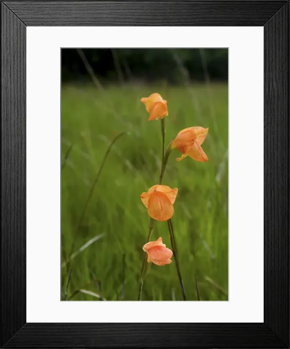 Framed Print : Wild Flower - Kalambo falls - Lake Tanganika - Tanzania - Africa Framed Print : Wild Flower - Kalambo falls - Lake Tanganika - Tanzania - Africa