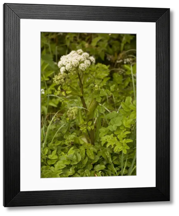 Framed Print : Wild angelica (Angelica sylvestris), Dorset Framed Print : Wild angelica (Angelica sylvestris), Dorset