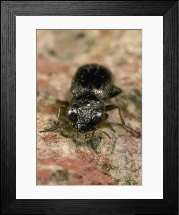 Framed Print : Ground Beetle - UK Framed Print : Ground Beetle - UK