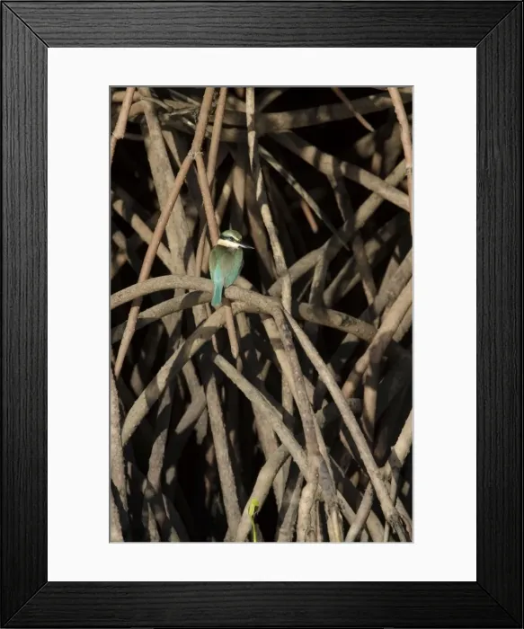 Framed Print : Collared / Mangrove Kingfisher - sitting in typical habitat of mangroves - Bowen - Queensland - Australia Framed Print : Collared / Mangrove Kingfisher - sitting in typical habitat of mangroves - Bowen - Queensland - Australia