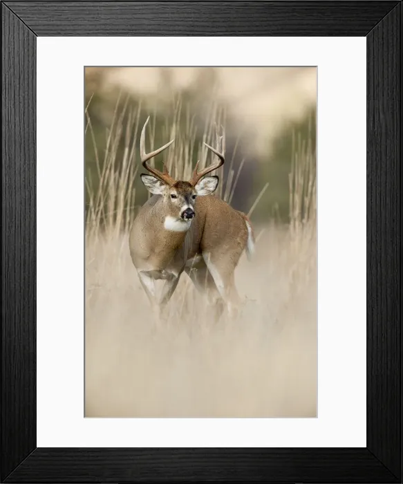 Framed Print : White-tailed Deer - buck in late fall - Rocky Mountains - Montana - USA _DSC8247