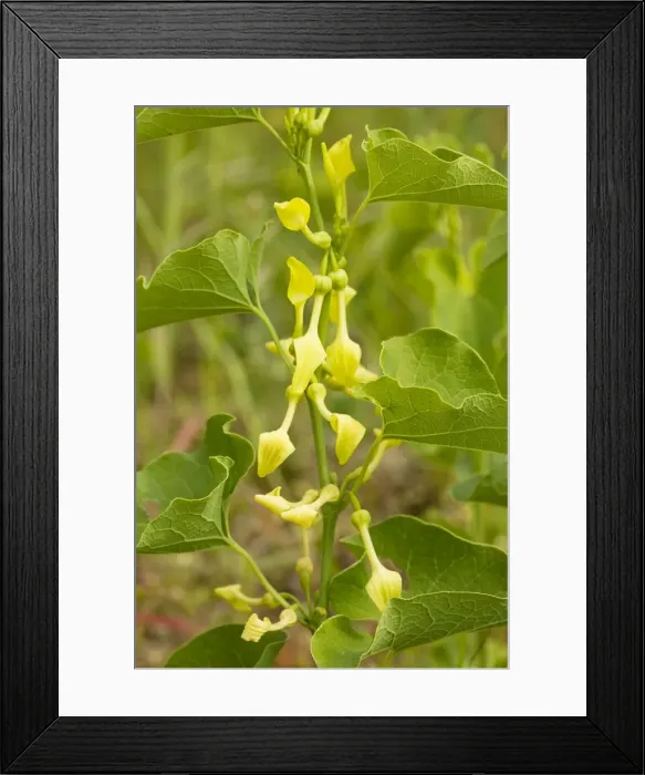 Framed Print : Birthwort (Aristolochia clematitis) in flower. Widely used as a medicinal plant. Cevennes, France Framed Print : Birthwort (Aristolochia clematitis) in flower. Widely used as a medicinal plant. Cevennes, France