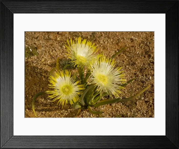 Framed Print : Desert mesemb, Goslings (Conicosia elongata) in the Namaqua desert, South Africa Framed Print : Desert mesemb, Goslings (Conicosia elongata) in the Namaqua desert, South Africa