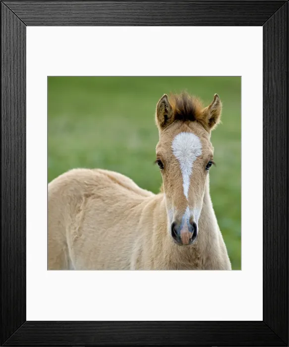 Framed Print : Wild / Feral Horses - colt - Western U. S. - Summer _D2A4620 Framed Print : Wild / Feral Horses - colt - Western U. S. - Summer _D2A4620