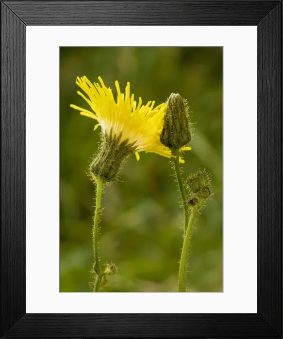 Framed Print : Perennial sow-thistle (Sonchus arvensis) in flower. Very good example of glandular hairs Framed Print : Perennial sow-thistle (Sonchus arvensis) in flower. Very good example of glandular hairs