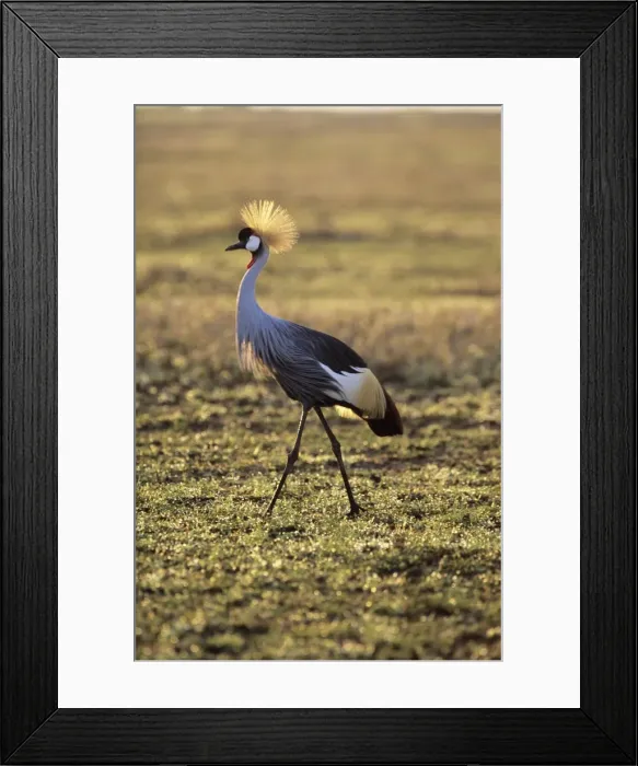 Framed Print : Grey crowned-crane Framed Print : Grey crowned-crane