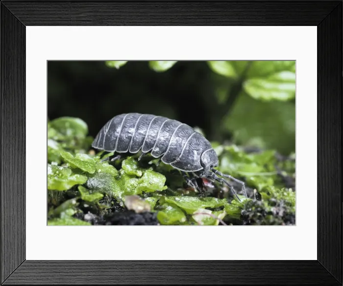 Framed Print : Pill Woodlouse - Slate-grey variety. UK Framed Print : Pill Woodlouse - Slate-grey variety. UK