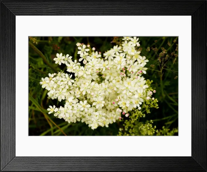Framed Print : Dropwort (Filipendula vulgaris) - widespread plant of calcareous grassland. Also grown in gardens Framed Print : Dropwort (Filipendula vulgaris) - widespread plant of calcareous grassland. Also grown in gardens